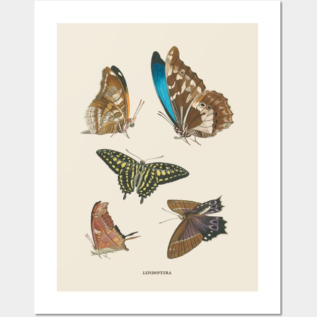 Butterflies Antique Naturalist Illustration Wall Art by Antiquated Art